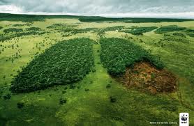 Deforestación: La deforestación arrasa los bosques y las selvas de la Tierra de forma masiva causando un inmenso daño a la ca