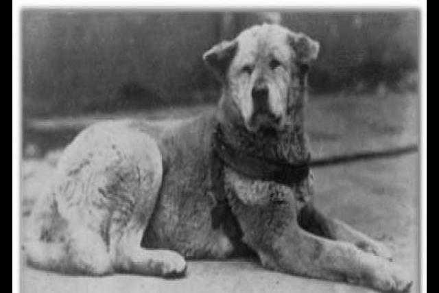 hachiko