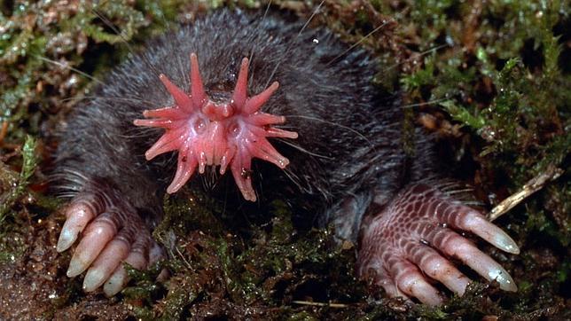 Mascota con forma de nariz rosada gigante. Mascota de la nariz