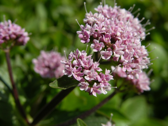 valeriana-supina-00002