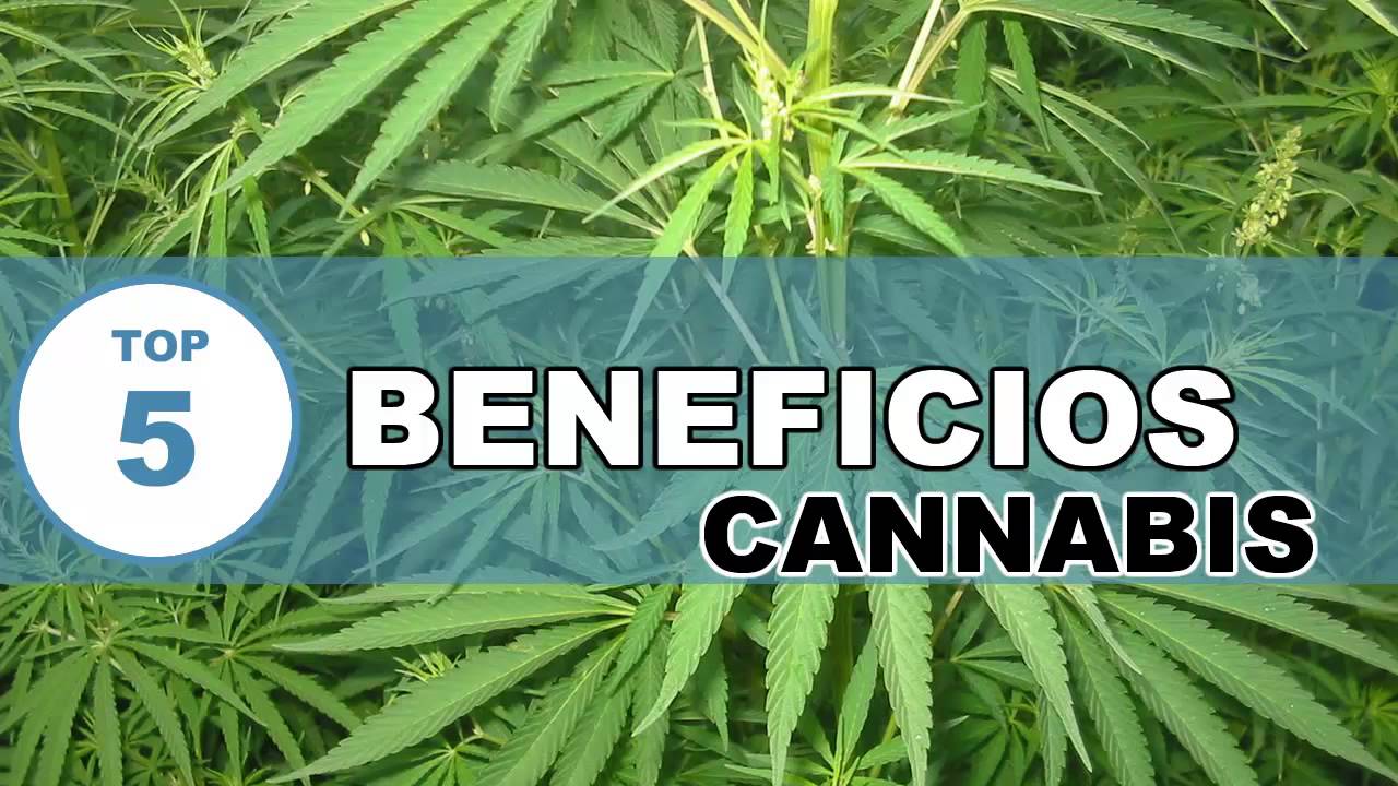 Los 10 Grandes Beneficios De La Marihuana 5077