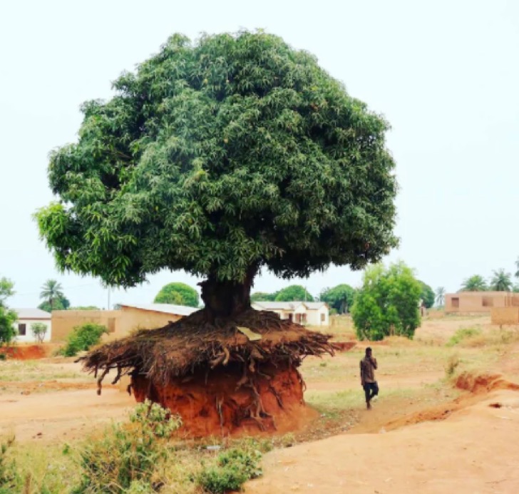 Arbol-Flotando