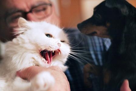 Cómo introducir un nuevo gato en casa